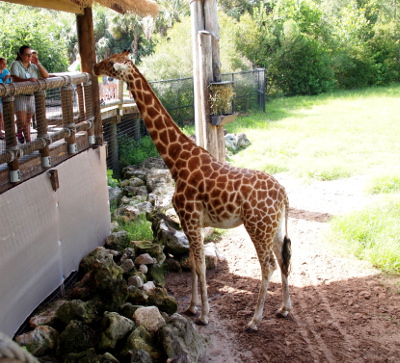 [The giraffe stands beside the elevated covered platform which forms part of the visitor walkway. There are rocks at the edge of the platform to keep it from getting too close, but its head can still reach the top rail of the platform.]